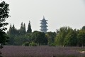 059_Wuzhen_2015