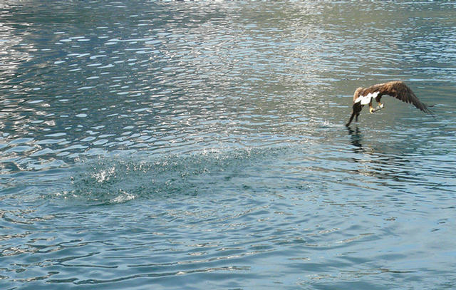 10.122b_Seeadler mit Beute.08