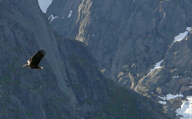 10.124g_Trollfjord_Svolvaer_Seeadler.08
