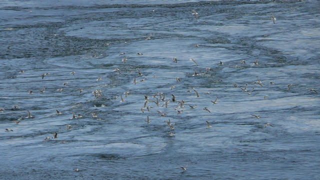 13.040_Saltstraumen.08