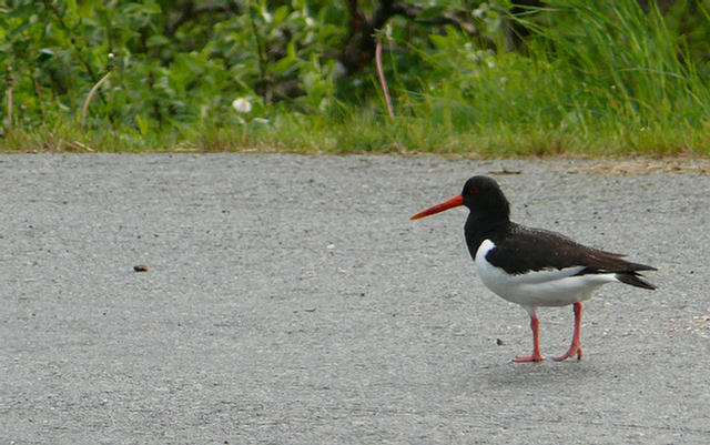 13.061a_Saltstraumen_Ornes.08