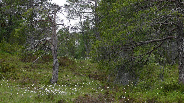 21.011_Flora bei Utvik.08